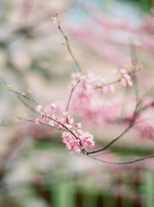 willowdale estate wedding