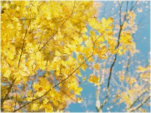 yellow fall leaves